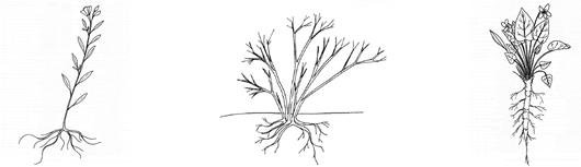 Illustration of stem, clump, and rosette