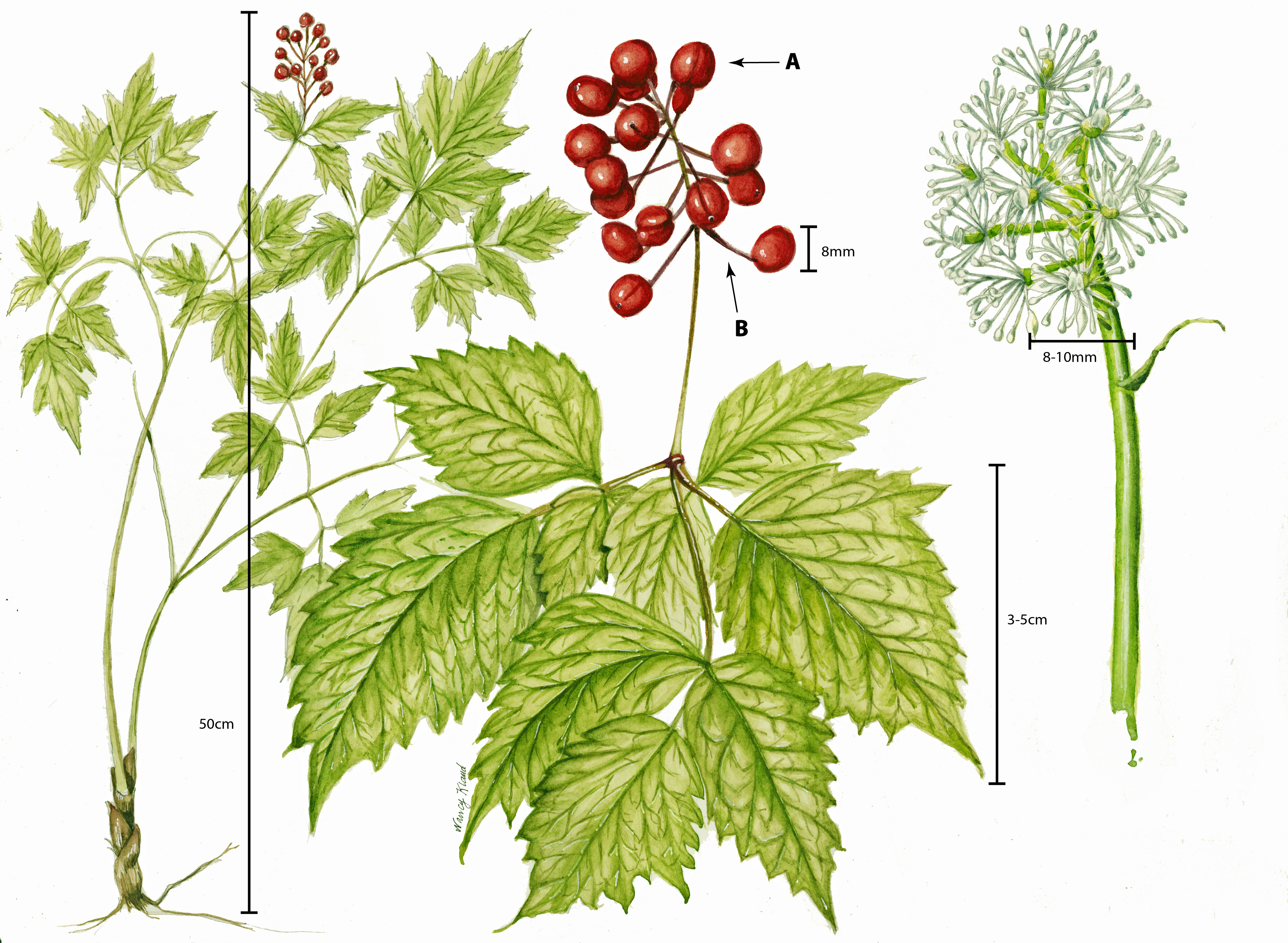 Botanical illustration of Red Baneberry (Aralia racemosa) depicting entire plant habit, fruits, leaves, and flowers