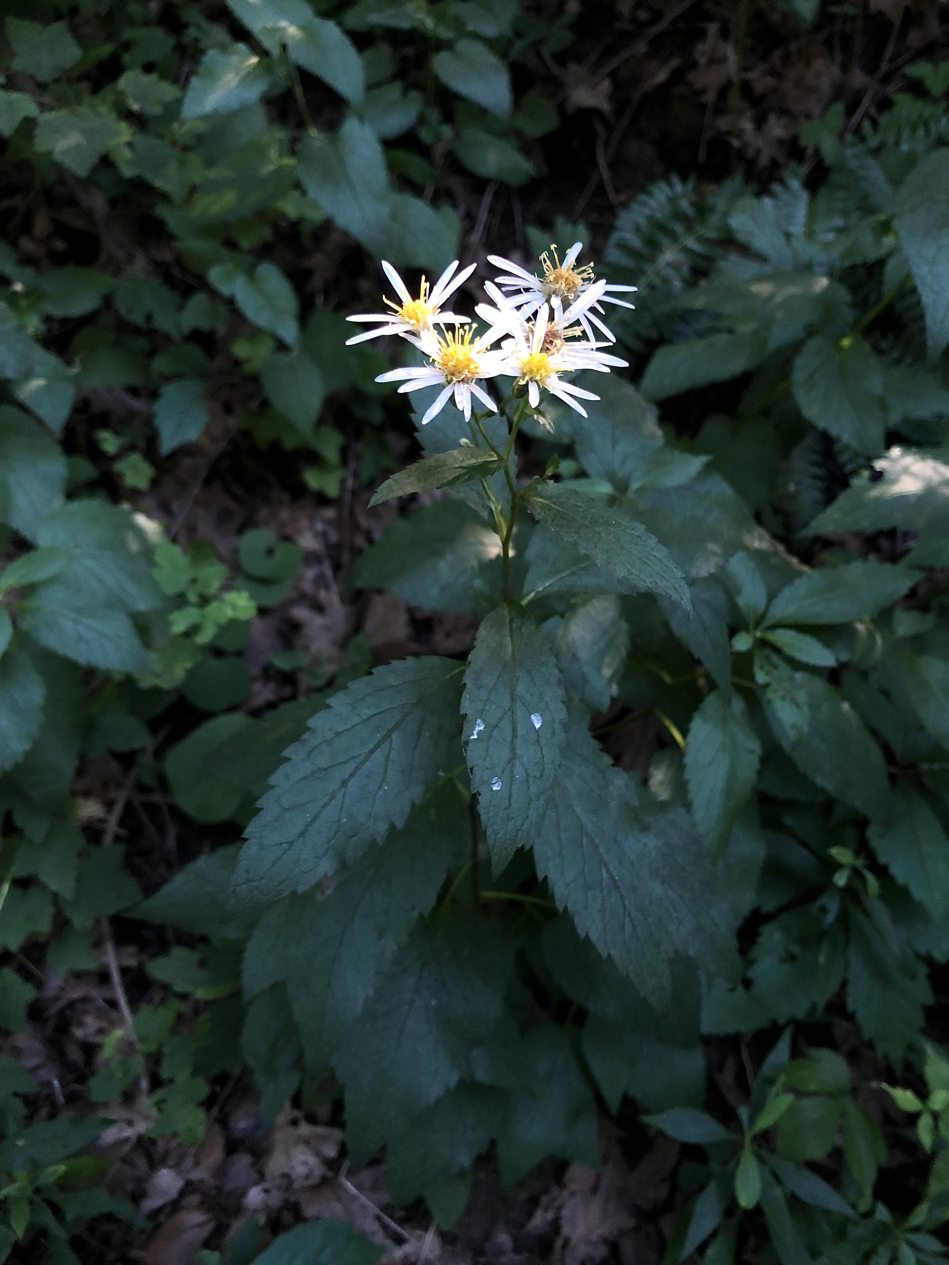 Photo of Eurybia furcata. Dark green, alternate, toothed leaves. A small array of composite inflorescences with white ray and yellow disc flowers.