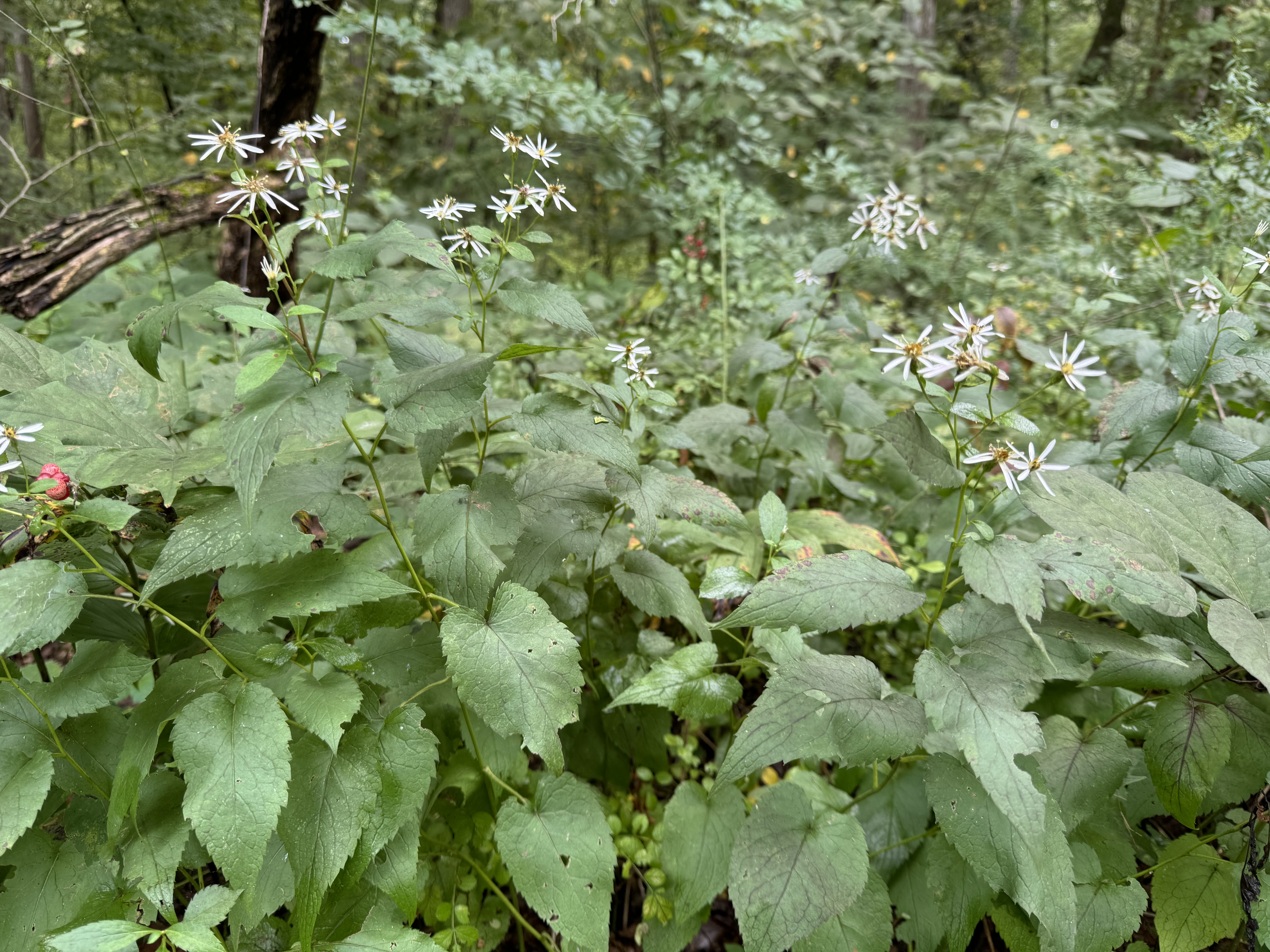 Photo of a grouping of Eurybia furcata plants clustered around one another.