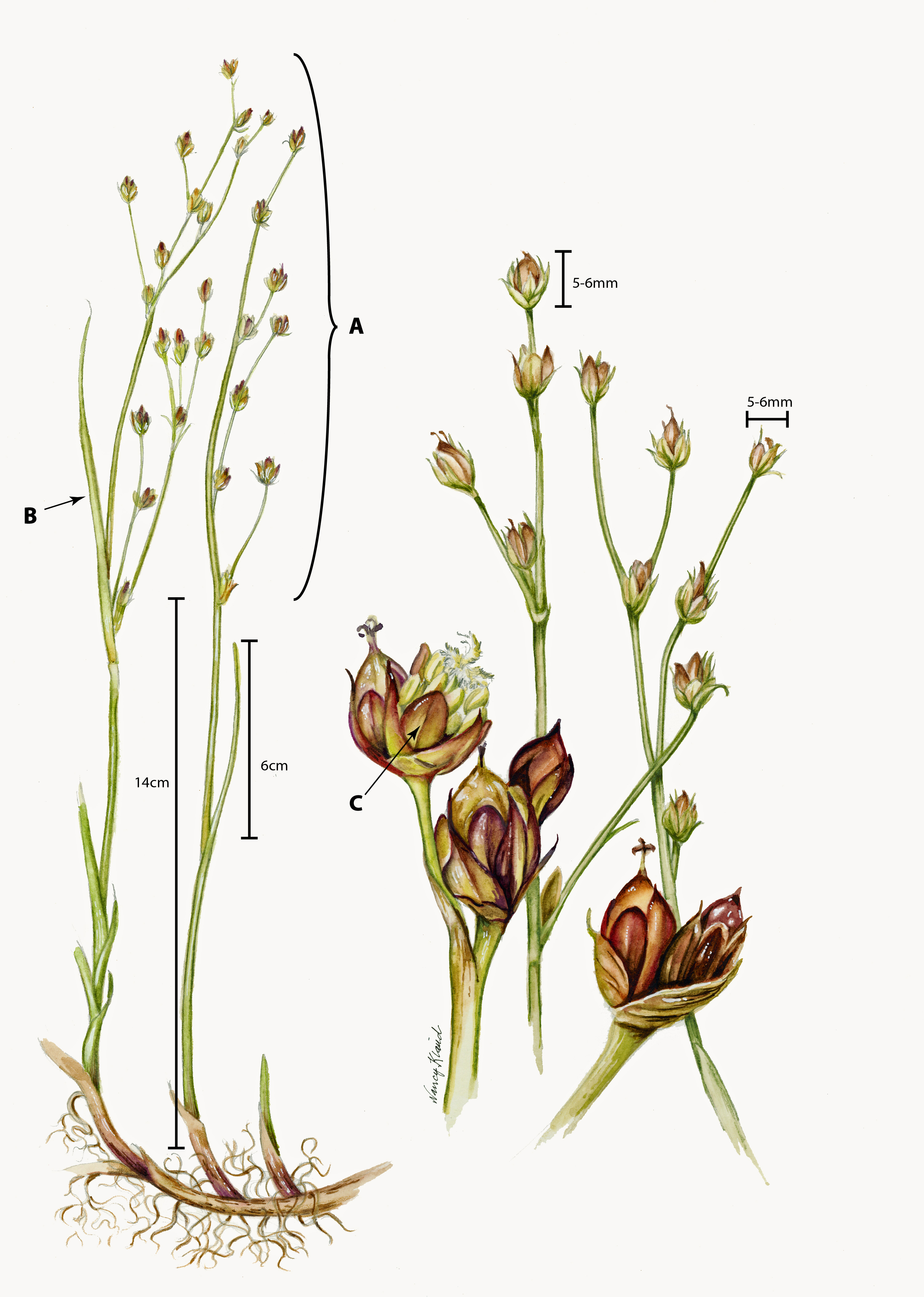 Botanical illustration of Juncus alpinoarticulatus, depicting key features for identification such as plant and leaf height and inflorescence width