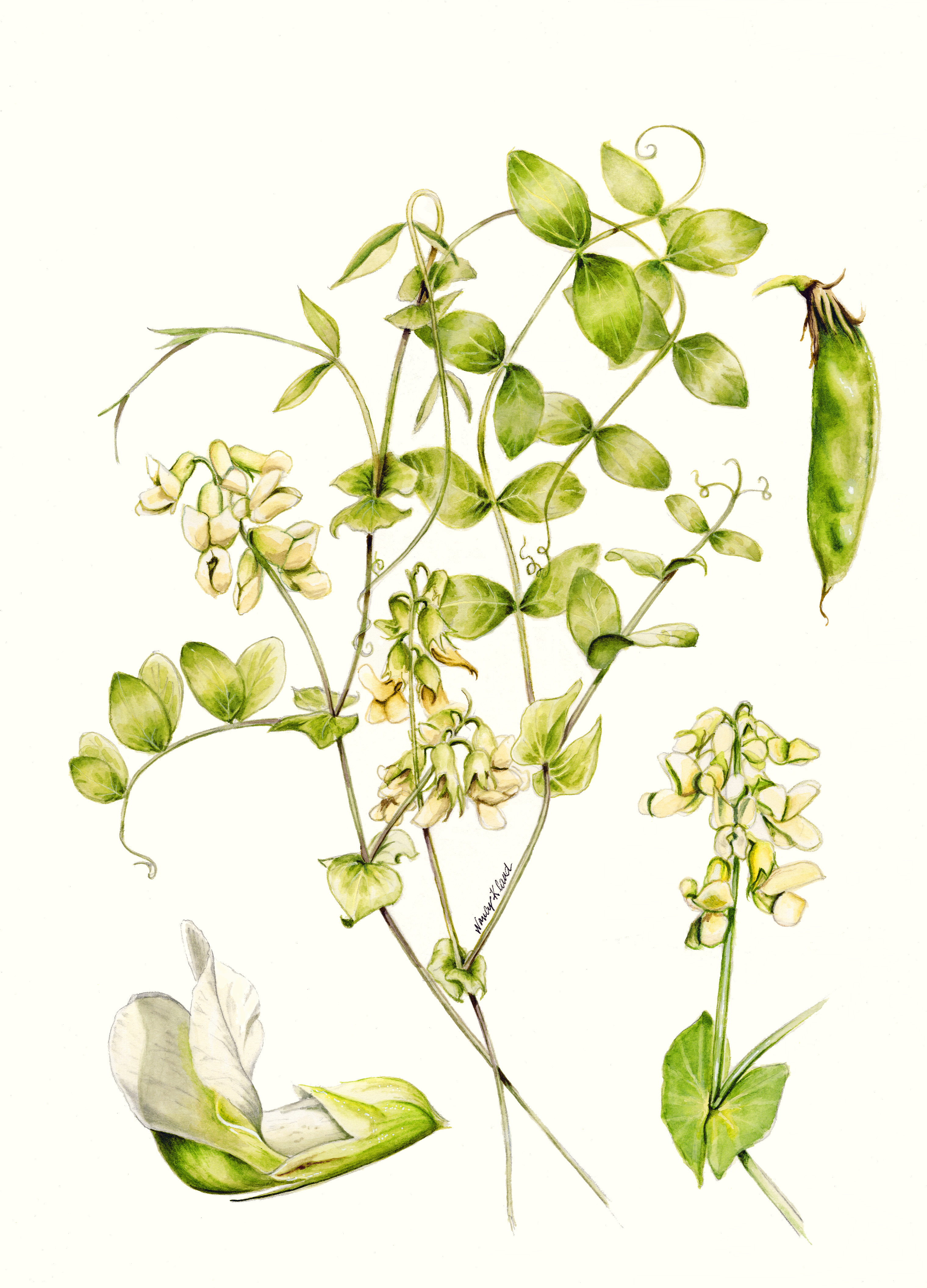 Botanical illustration of Lathyrus ochroleucus, depicting key features for identification including flowers, mature fruits, and overall plant habit