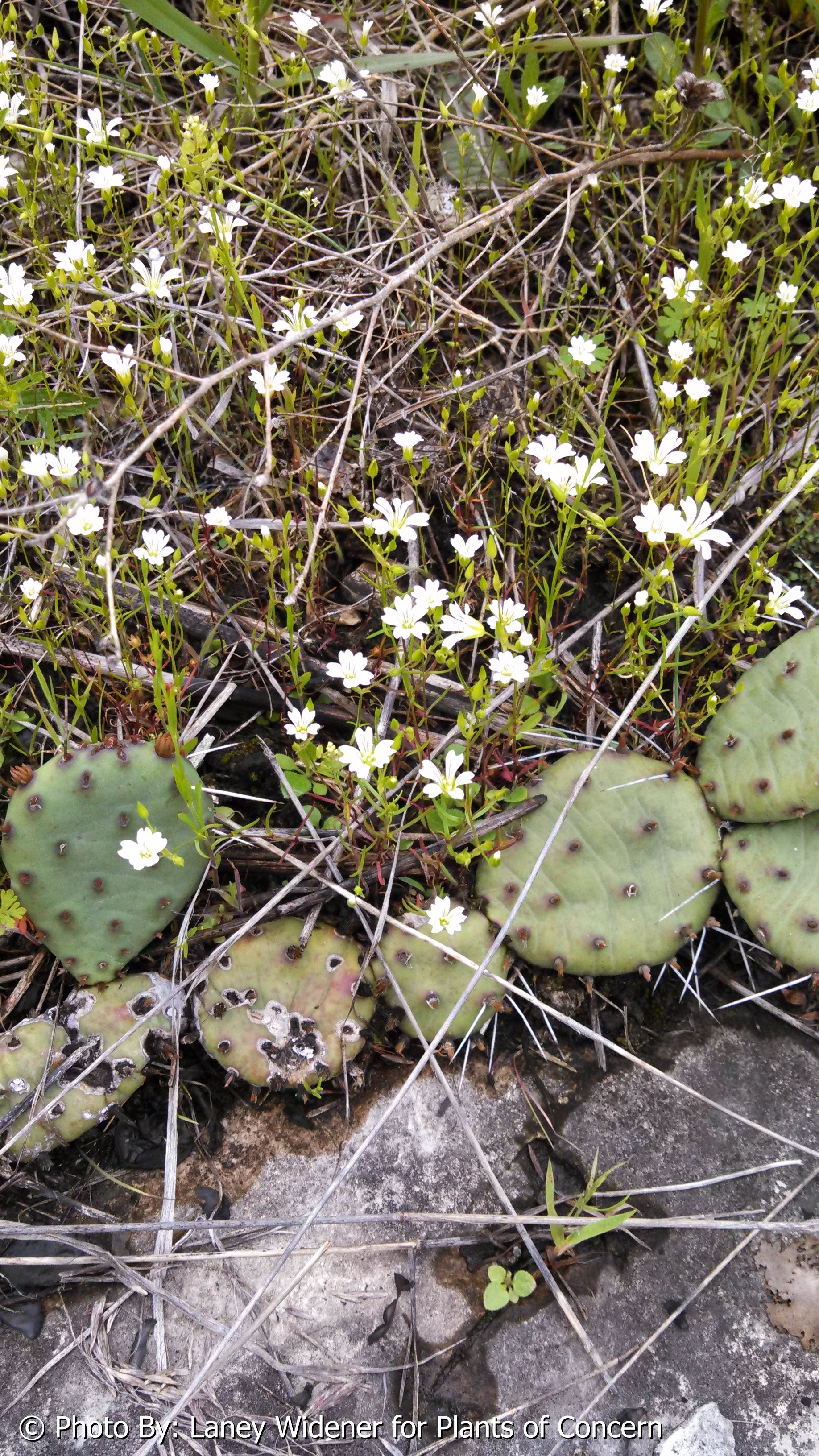 Photo of Slender Sandwort and Prickly Pear growing next to exposed dolostone