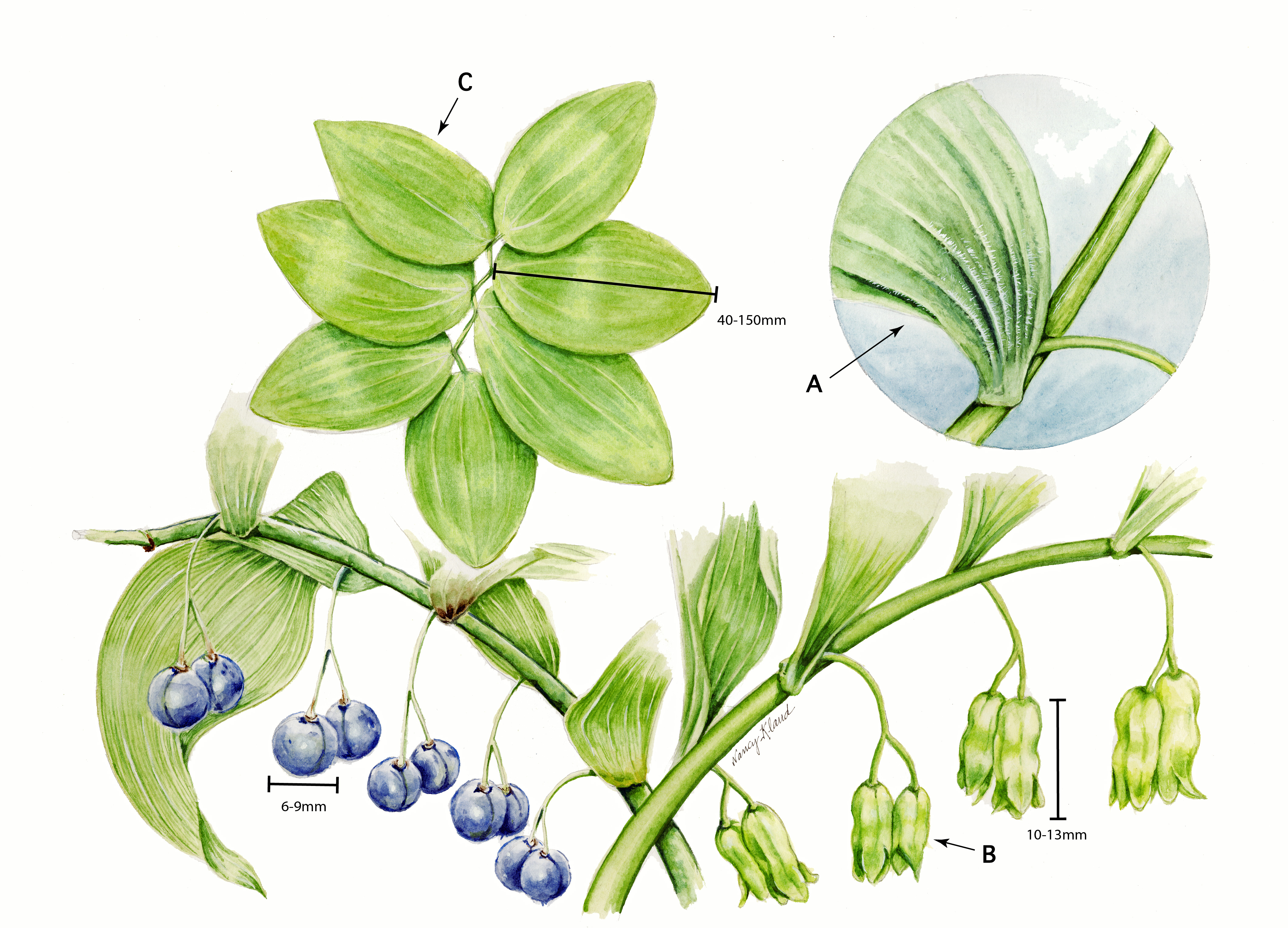 Botanical illustration of Downy Solomon's Seal (Polygonatum pubescens) depicting key characteristics including leaf hairs, zig zag stem, fruits, and flowers